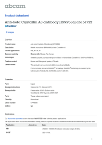Anti-beta Crystallin A3 antibody [EPR9586] ab151722