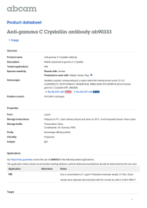 Anti-gamma C Crystallin antibody ab90333 Product datasheet 1 Image