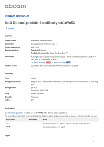 Anti-Retinal protein 4 antibody ab169652 Product datasheet 2 Images