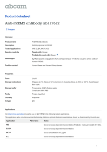 Anti-FREM2 antibody ab117612 Product datasheet 2 Images