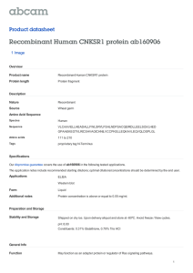 Recombinant Human CNKSR1 protein ab160906 Product datasheet 1 Image Overview