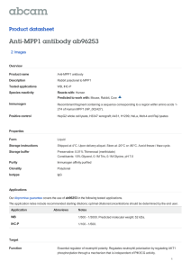 Anti-MPP1 antibody ab96253 Product datasheet 2 Images