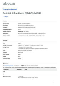 Anti-Nck 1/2 antibody [AF6D7] ab80620 Product datasheet 1 Image Overview