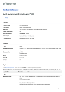 Anti-Ajuba antibody ab67666 Product datasheet 1 Image Overview