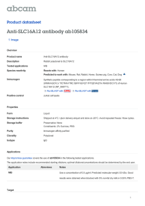Anti-SLC16A12 antibody ab105834 Product datasheet 1 Image