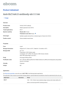 Anti-SLC16A12 antibody ab111166 Product datasheet 1 Image