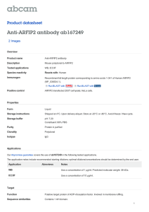 Anti-ARFIP2 antibody ab167249 Product datasheet 2 Images Overview