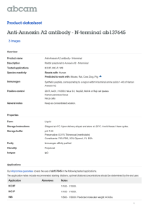 Anti-Annexin A2 antibody - N-terminal ab137645 Product datasheet 3 Images Overview