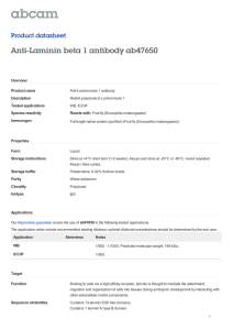 Anti-Laminin beta 1 antibody ab47650 Product datasheet Overview Product name