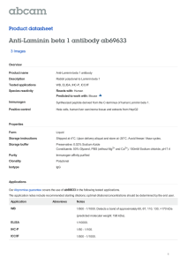 Anti-Laminin beta 1 antibody ab69633 Product datasheet 3 Images