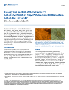 Biology and Control of the Strawberry Chaetosiphon fragaefolli Aphididae) in Florida
