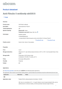 Anti-Fibulin 5 antibody ab53515 Product datasheet 1 Image