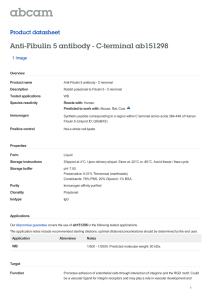 Anti-Fibulin 5 antibody - C-terminal ab151298 Product datasheet 1 Image