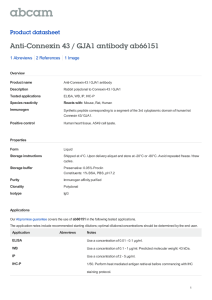 Anti-Connexin 43 / GJA1 antibody ab66151 Product datasheet 1 Abreviews 1 Image