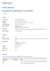 Anti-Keratin antibody [C-11] ab118817 Product datasheet 1 Image Overview