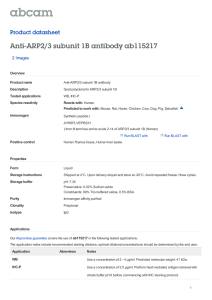 Anti-ARP2/3 subunit 1B antibody ab115217 Product datasheet 2 Images
