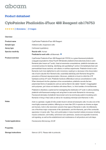 CytoPainter Phalloidin-iFluor 488 Reagent ab176753 Product datasheet 2 Abreviews 2 Images