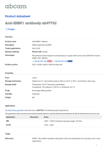Anti-EHBP1 antibody ab97752 Product datasheet 2 Images Overview