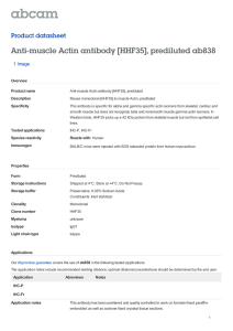 Anti-muscle Actin antibody [HHF35], prediluted ab838