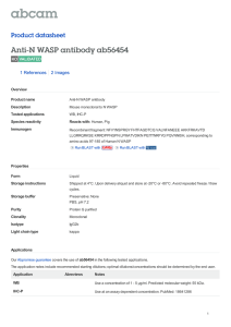 Anti-N WASP antibody ab56454 Product datasheet 1 References 2 Images