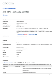 Anti-KRT34 antibody ab77467 Product datasheet 2 Images Overview
