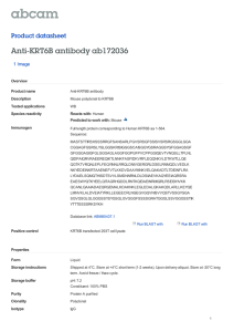 Anti-KRT6B antibody ab172036 Product datasheet 1 Image