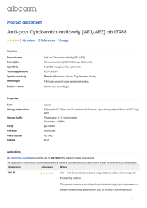 Anti-pan Cytokeratin antibody [AE1/AE3] ab27988 Product datasheet 2 Abreviews 1 Image