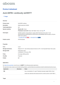 Anti-SNTB1 antibody ab98977 Product datasheet 1 Image