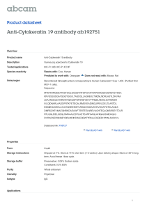 Anti-Cytokeratin 19 antibody ab192751 Product datasheet Overview Product name