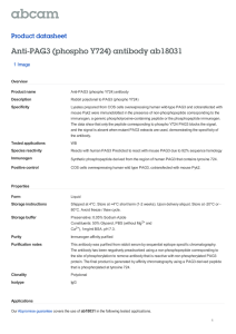 Anti-PAG3 (phospho Y724) antibody ab18031 Product datasheet 1 Image Overview