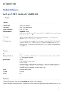 Anti-p16 ARC antibody ab118459 Product datasheet 3 Images