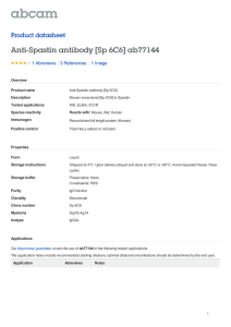 Anti-Spastin antibody [Sp 6C6] ab77144 Product datasheet 1 Abreviews 1 Image