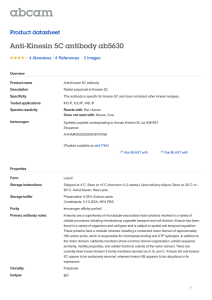 Anti-Kinesin 5C antibody ab5630 Product datasheet 4 Abreviews 3 Images
