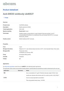 Anti-RHOD antibody ab80537 Product datasheet 1 Image Overview