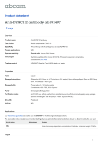 Anti-DYNC1I2 antibody ab191497 Product datasheet 1 Image Overview