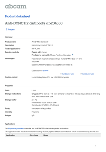 Anti-DYNC1I2 antibody ab204330 Product datasheet 2 Images
