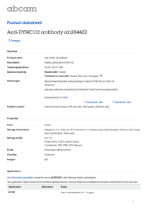 Anti-DYNC1I2 antibody ab204422 Product datasheet 3 Images