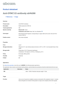 Anti-DYNC1I2 antibody ab96288 Product datasheet 1 References 1 Image