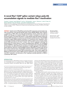 A novel Rac1 GAP splice variant relays poly-Ub  ARTICLE