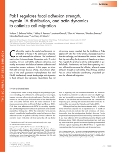 Pak1 regulates focal adhesion strength, myosin IIA distribution, and actin dynamics