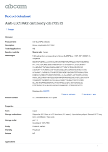 Anti-SLC19A2 antibody ab172512 Product datasheet 1 Image Overview