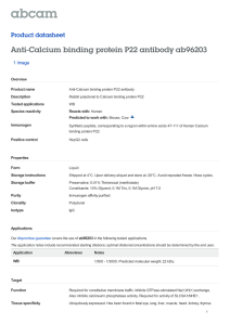 Anti-Calcium binding protein P22 antibody ab96203 Product datasheet 1 Image