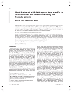 Identification of a 5S rDNA spacer type specific to Triticum urartu