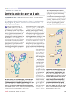 Synthetic antibodies prey on B cells