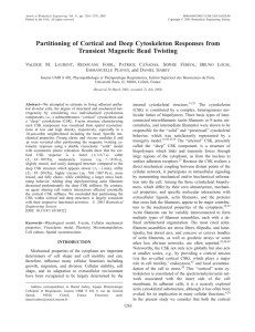 Partitioning of Cortical and Deep Cytoskeleton Responses from V M. L