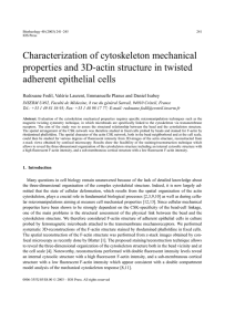 Characterization of cytoskeleton mechanical properties and 3D-actin structure in twisted