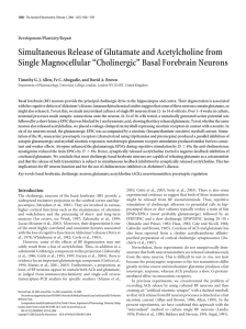 Simultaneous Release of Glutamate and Acetylcholine from