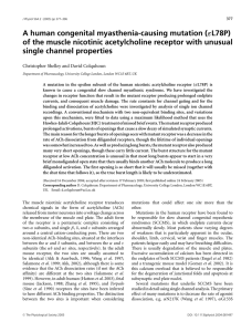 ε of the muscle nicotinic acetylcholine receptor with unusual single channel properties