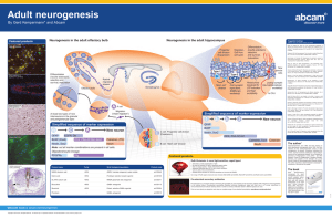 Adult neurogenesis By Gerd Kempermann* and Abcam Featured products