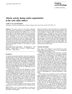 Mitotic  activity  during somite  segmentation Anatomy and Embryology